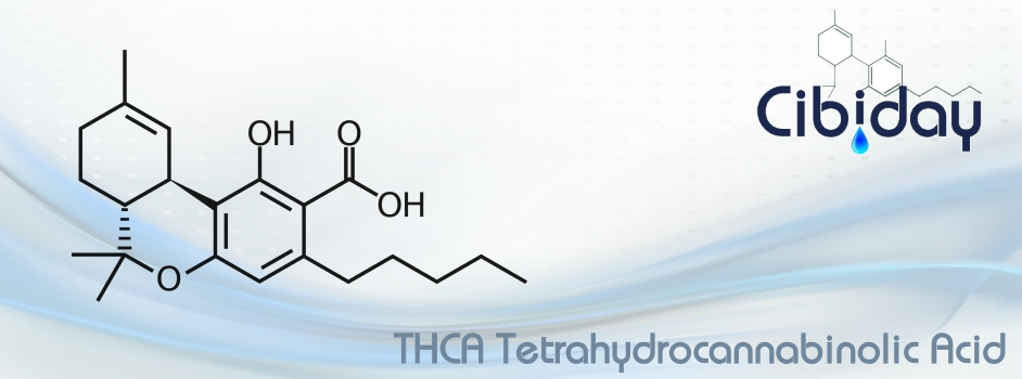 THCA Tetrahydrocannabinolic acid
